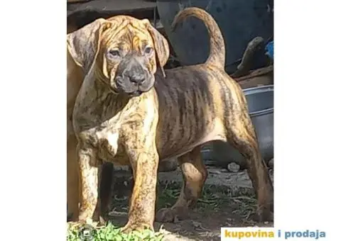 Presa Canario štenci - 7/7