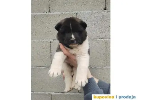 Americka Akita stenci - 1/9