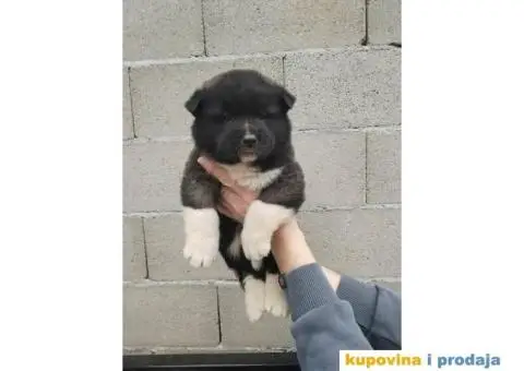 Americka Akita stenci - 2/9