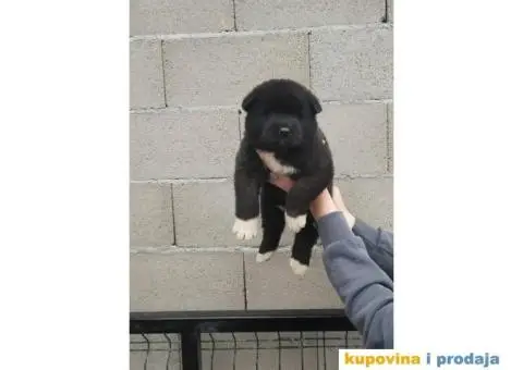 Americka Akita stenci - 3/9