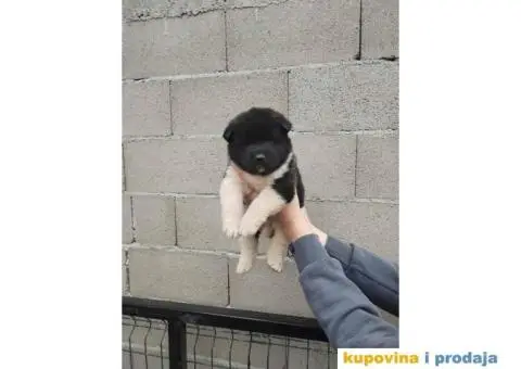 Americka Akita stenci - 4/9