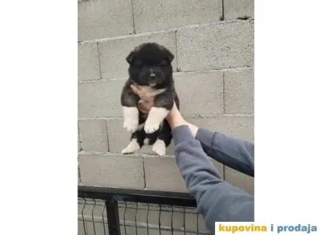 Americka Akita stenci - 5/9