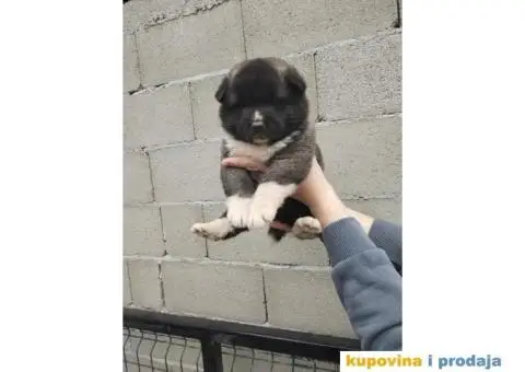 Americka Akita stenci - 6/9