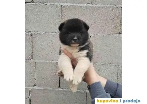 Americka Akita stenci - 8/9