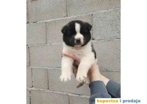 Americka Akita stenci - 9/9