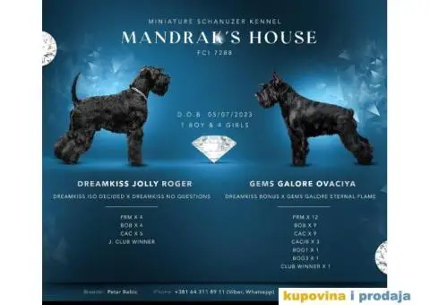 Patuljasti šnaucer stenci - 1/9