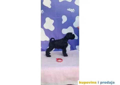 Patuljasti šnaucer stenci - 2/9