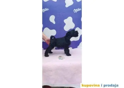 Patuljasti šnaucer stenci - 3/9