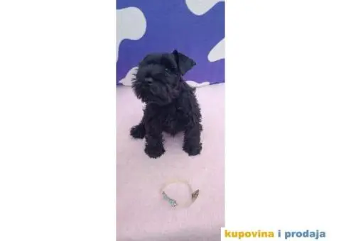 Patuljasti šnaucer stenci - 4/9