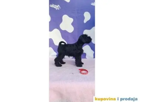 Patuljasti šnaucer stenci - 5/9