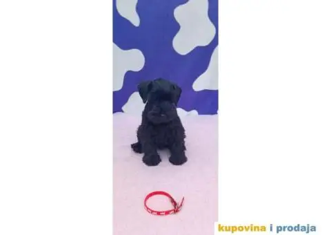 Patuljasti šnaucer stenci - 6/9