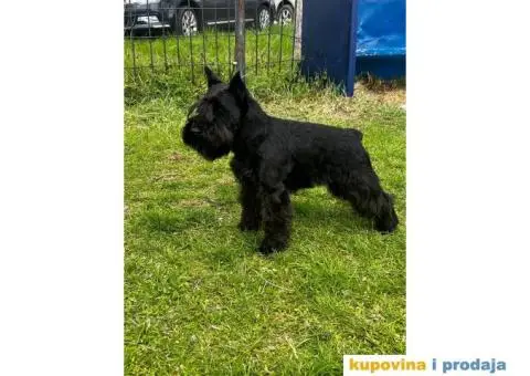 Patuljasti šnaucer stenci - 7/9