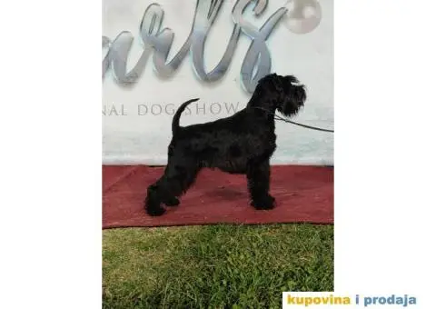 Patuljasti šnaucer stenci - 8/9