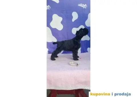 Patuljasti šnaucer stenci - 9/9