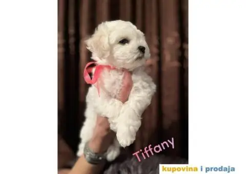 Kovrdžavi bišon - 1/7