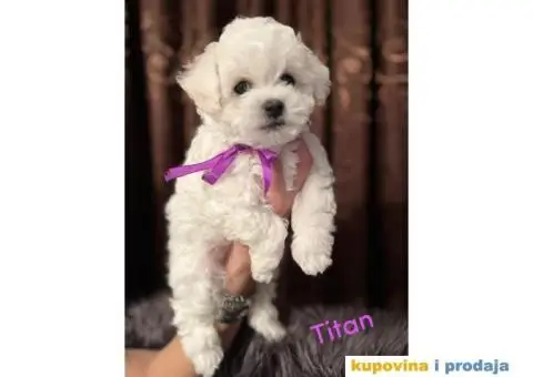 Kovrdžavi bišon - 2/7