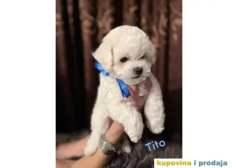 Kovrdžavi bišon - 3/7