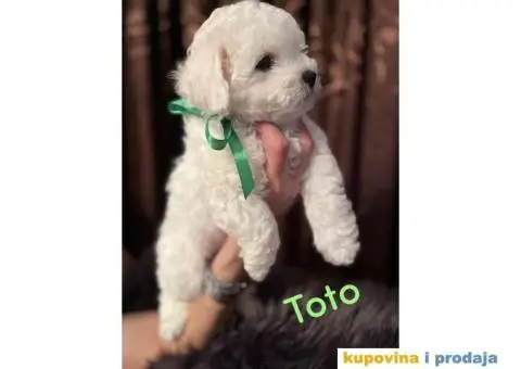 Kovrdžavi bišon - 4/7