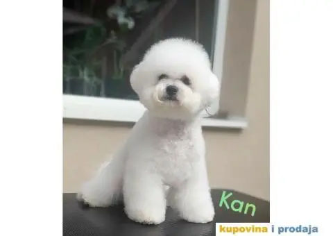 Kovrdžavi bišon - 5/7