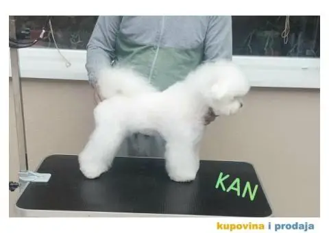 Kovrdžavi bišon - 6/7