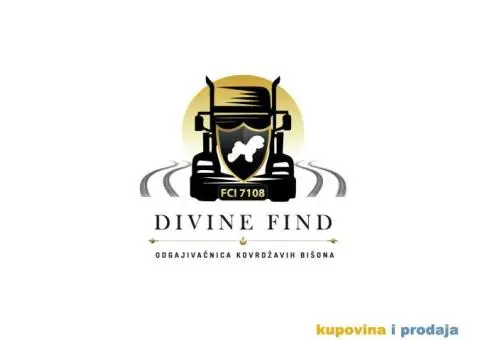 Kovrdžavi bišon - 7/7