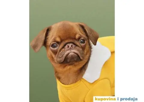 Grifon štenci na prodaju - 1/10