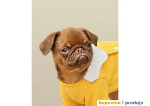 Grifon štenci na prodaju - 2/10