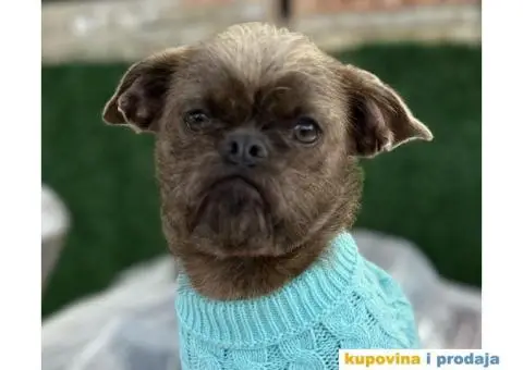 Grifon štenci na prodaju - 3/10