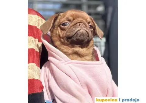 Grifon štenci na prodaju - 4/10