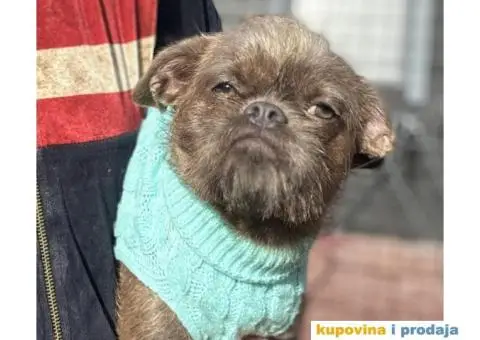 Grifon štenci na prodaju - 5/10