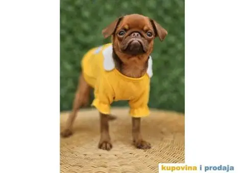 Grifon štenci na prodaju - 6/10