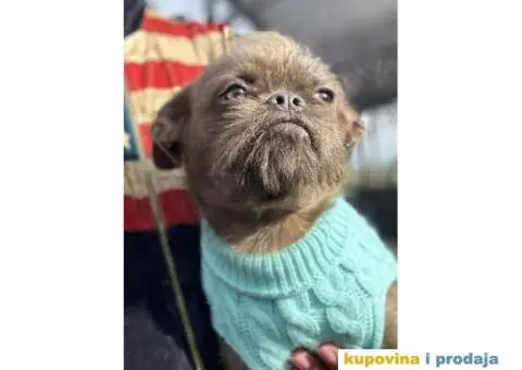 Grifon štenci na prodaju - 7/10