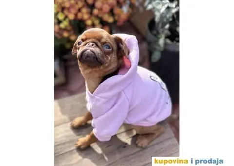 Grifon štenci na prodaju - 8/10