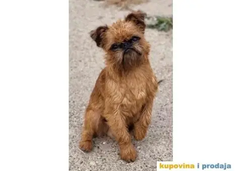 Grifon štenci na prodaju - 9/10