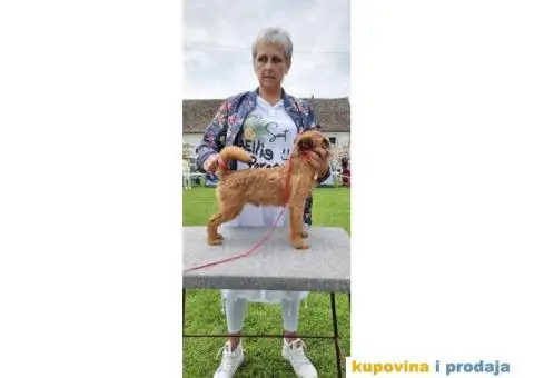 Grifon štenci na prodaju - 10/10