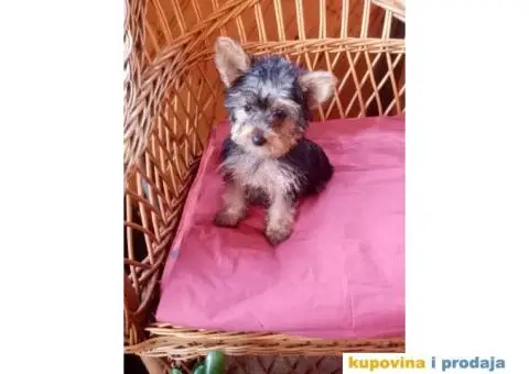 Jorkširski terijer štenci - 1/7