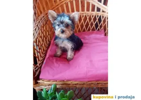 Jorkširski terijer štenci - 2/7