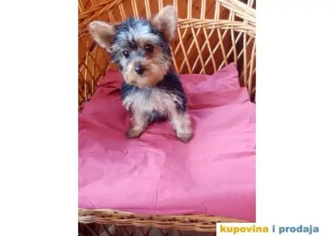 Jorkširski terijer štenci - 3/7