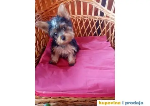 Jorkširski terijer štenci - 4/7