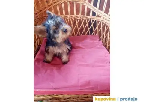 Jorkširski terijer štenci - 5/7
