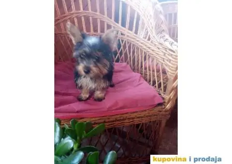 Jorkširski terijer štenci - 6/7