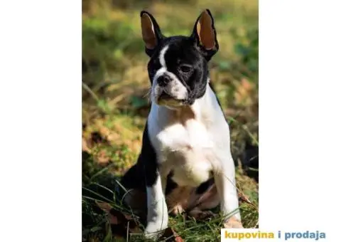 Tri dečaka BOSTON terijera traze novi dom - 1/9