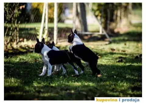 Tri dečaka BOSTON terijera traze novi dom - 2/9