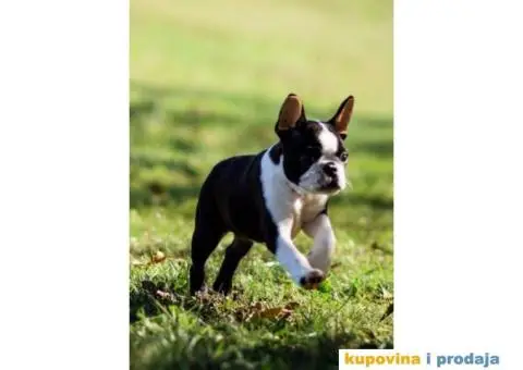 Tri dečaka BOSTON terijera traze novi dom - 3/9