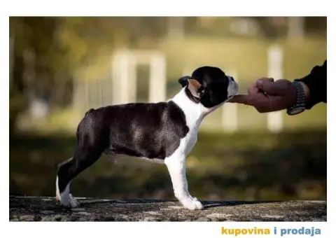 Tri dečaka BOSTON terijera traze novi dom - 4/9