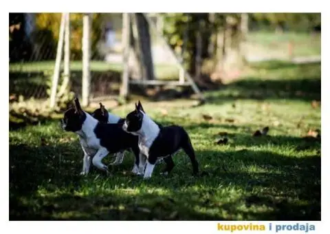 Tri dečaka BOSTON terijera traze novi dom - 5/9