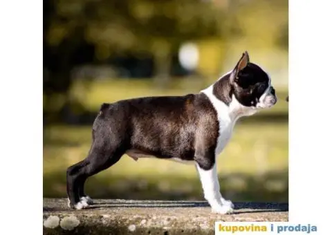 Tri dečaka BOSTON terijera traze novi dom - 6/9