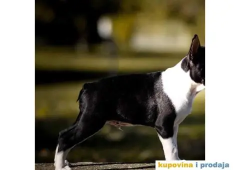 Tri dečaka BOSTON terijera traze novi dom - 7/9