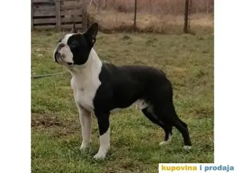 Tri dečaka BOSTON terijera traze novi dom - 8/9