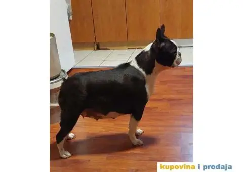 Tri dečaka BOSTON terijera traze novi dom - 9/9